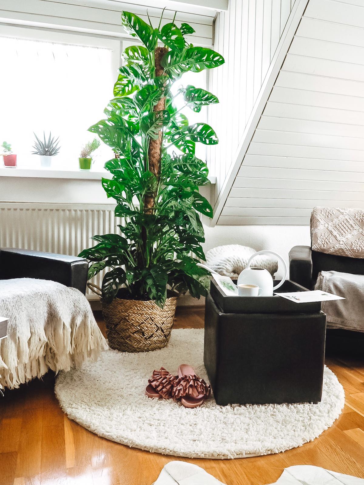 Eine Zimmerpflanze von Bergamotte ist etwas ganz besonderes. Heute stelle ich euch den tollen Online Shop und Monstera adansonii "Emily" etwas näher vor.